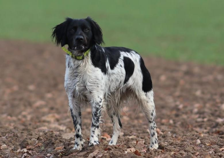 TAÏGA Titre Initial