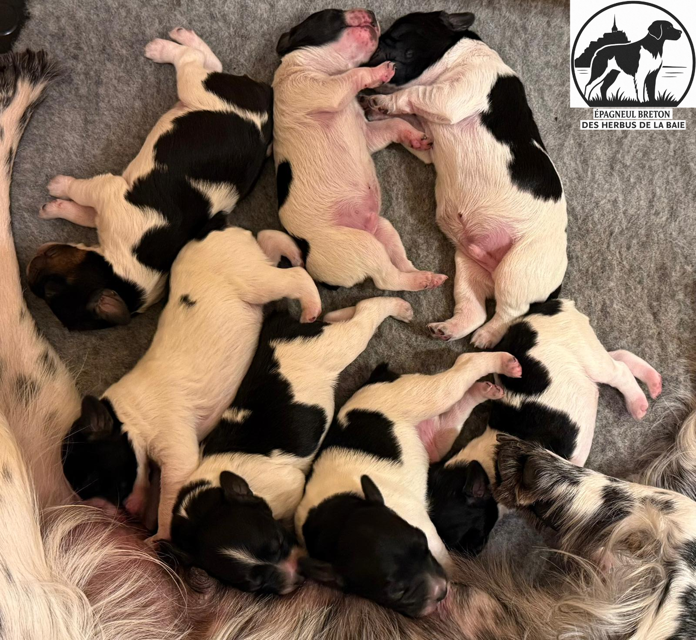 Première portée d'Epagneul Breton des Herbus de la Baie