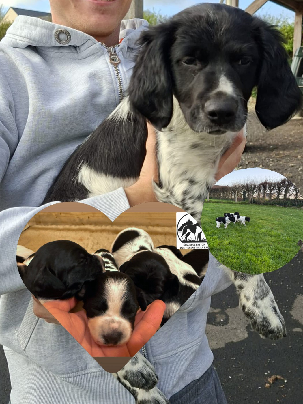Départ du dernier chiot!