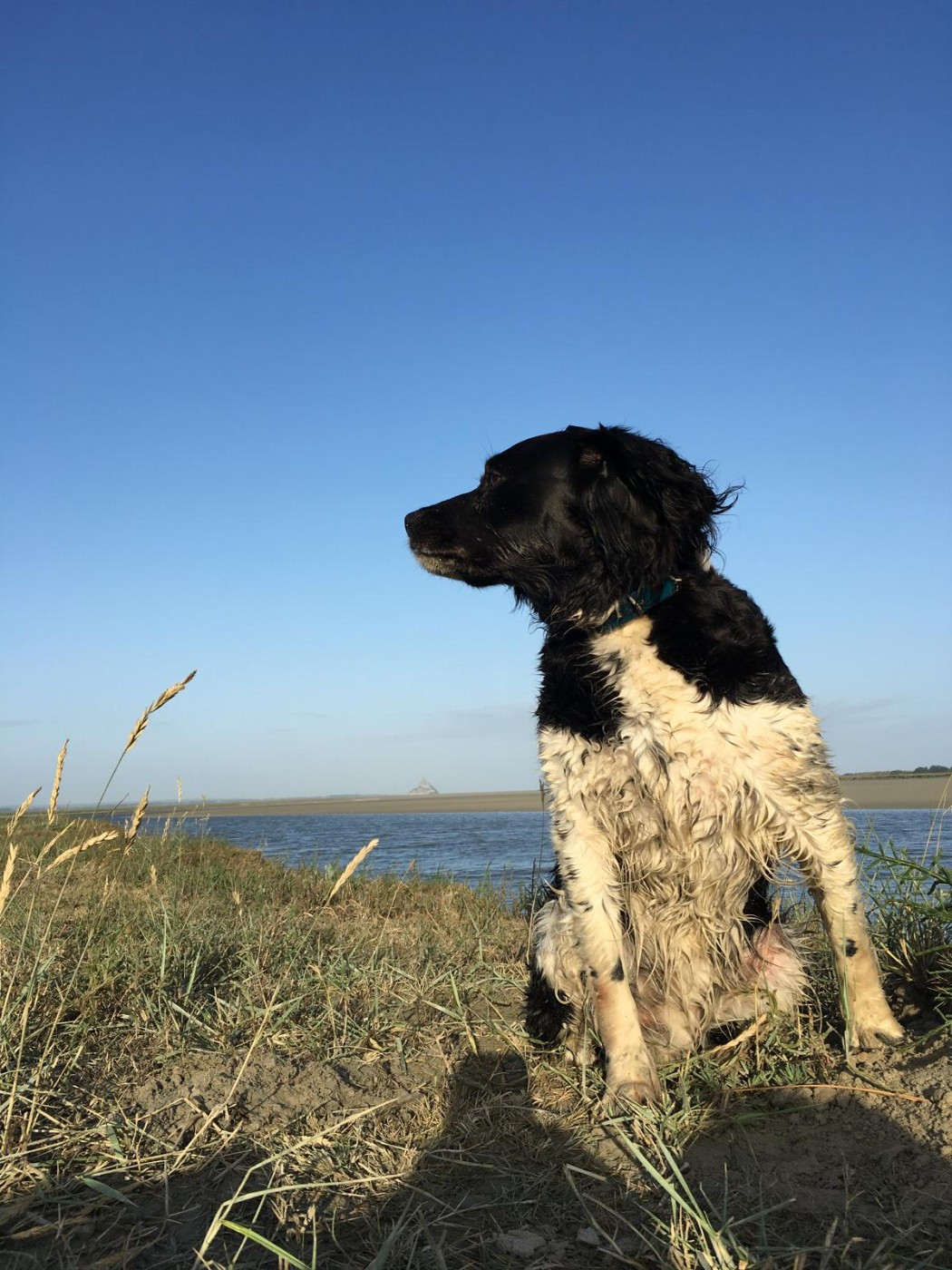 GALINE, mon premier Epagneul Breton.