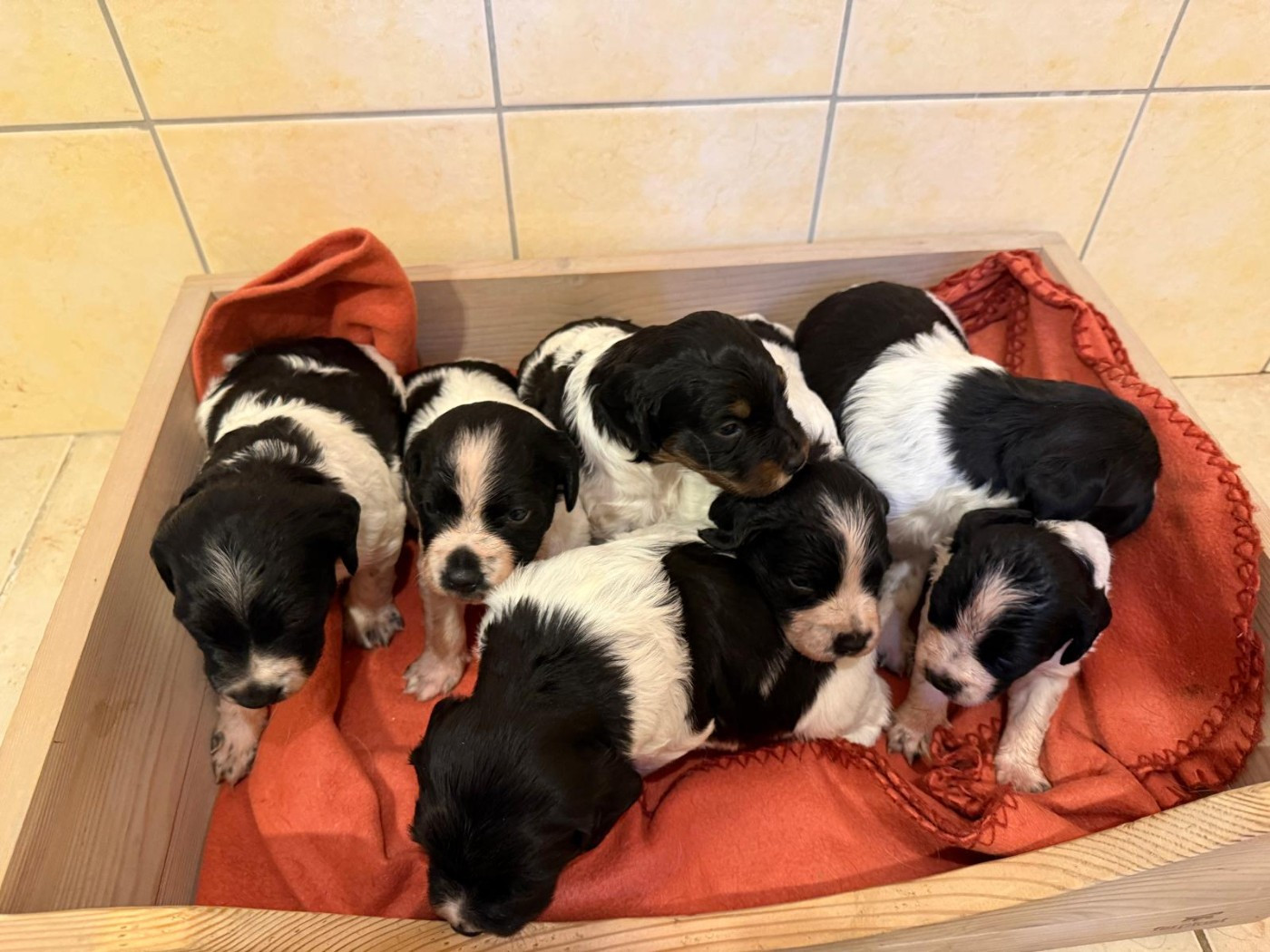 Première portée d'Epagneul Breton des Herbus de la Baie