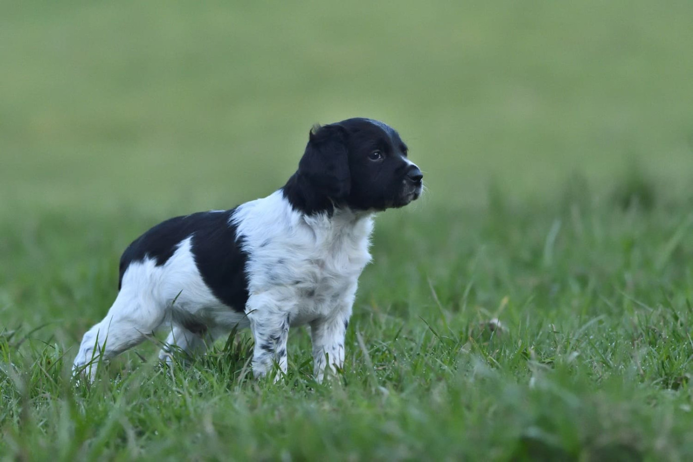 Des Herbus De La Baie - Chiots disponibles - Epagneul Breton