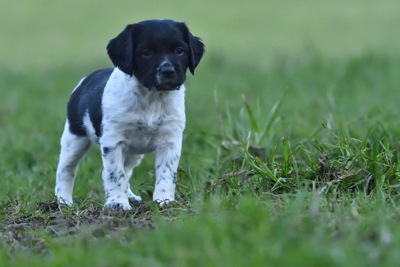Des Herbus De La Baie - Chiots disponibles - Epagneul Breton