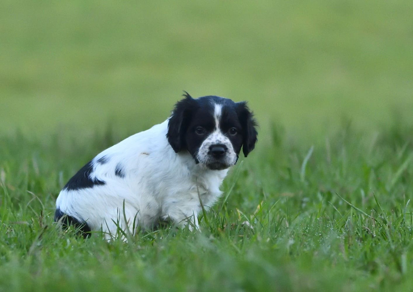 Des Herbus De La Baie - Chiots disponibles - Epagneul Breton