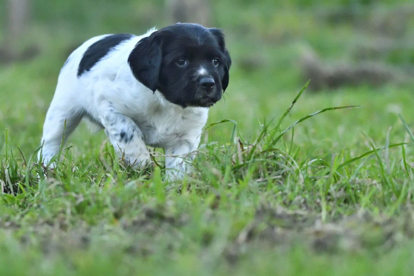 Des Herbus De La Baie - Chiots disponibles - Epagneul Breton