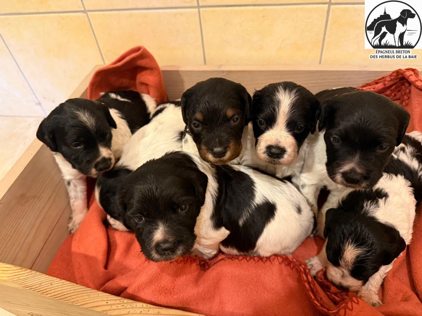 Des Herbus De La Baie - Epagneul Breton - Portée née le 20/01/2026